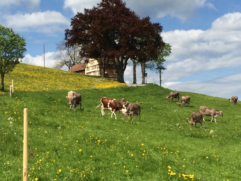 Spuhl Swiss brown cows
