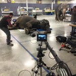 Elephant laying down