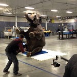 Elephant taking a seat